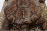 tortoise shell 0016